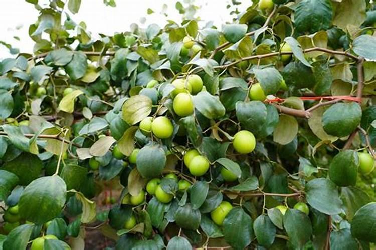 大青枣膨果期管理要点 大青枣应怎么施肥