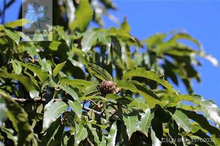 茶多糖制备工艺