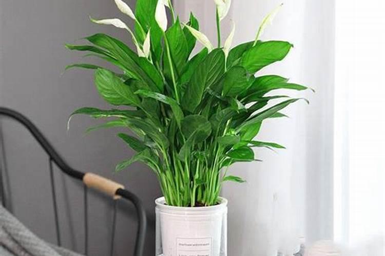 一帆风顺花水养怎么施肥