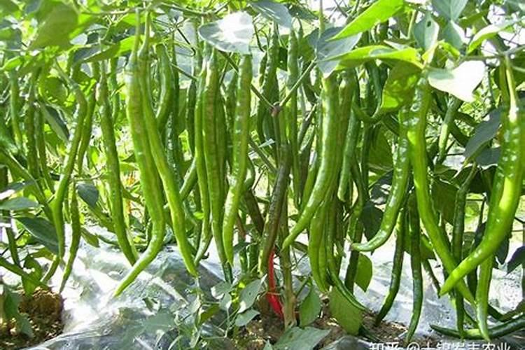 辣椒结果期冲施什么肥料好？辣椒挂果期施什么肥料好？