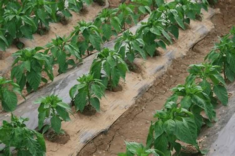 辣椒苗种下后多久需要施肥
