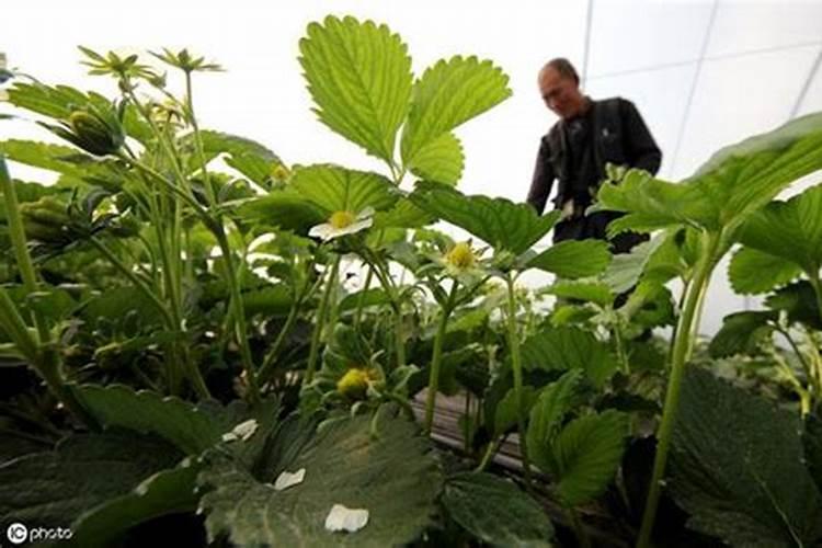 草莓开花结果的时候需要施肥吗