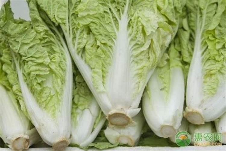 白菜后期施什么肥