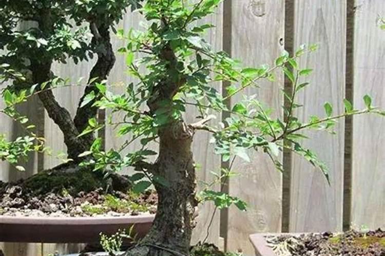 榆树老桩3月份如何移栽