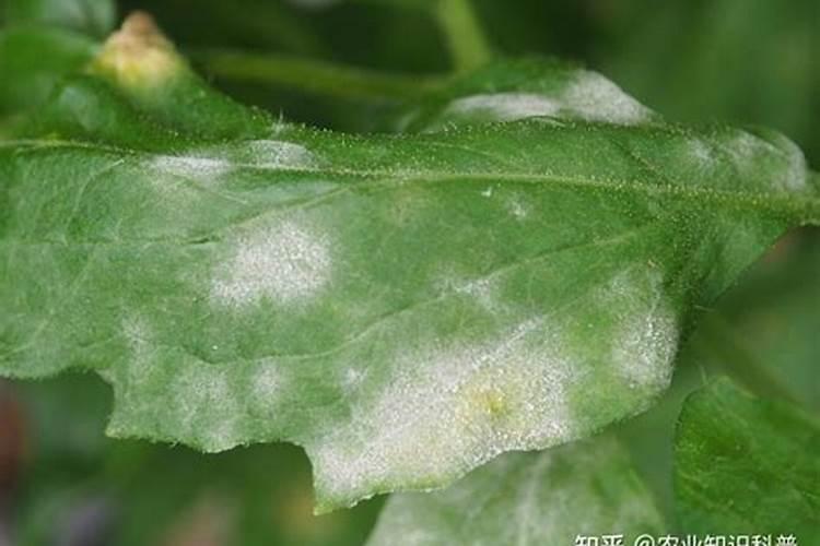 高温蔬菜如何管理,怎么浇水施肥,保水保湿和延长生育期