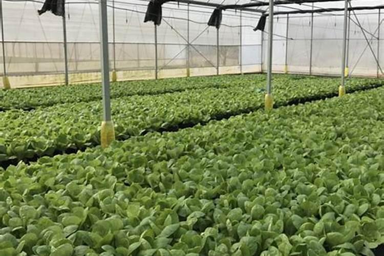 豆角叶面肥有哪些？给豆角喷施什么叶面肥效果好呢？