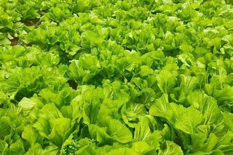 茄子高产用什么叶面肥好？茄子促花保果根茎块膨大素？