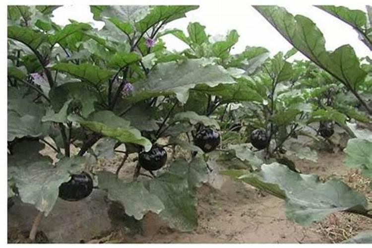 高温强光,大棚蔬菜该注意哪些问题？