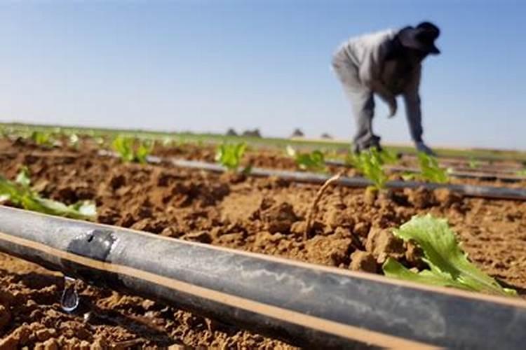 滴水浇灌技巧教程