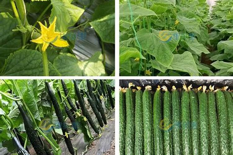 氮肥能和碱性物质混合使用吗