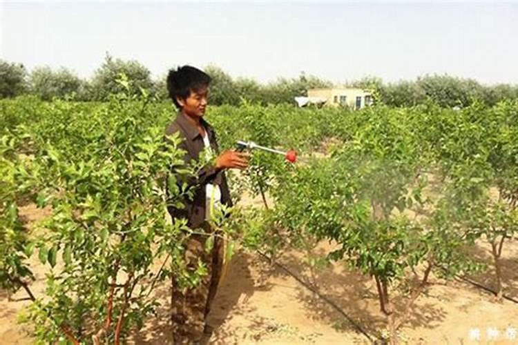 枣树花期用什么药能有效提高坐果率？