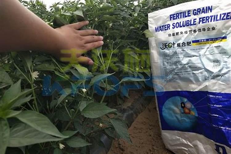 入伏桃树叶落打什么药