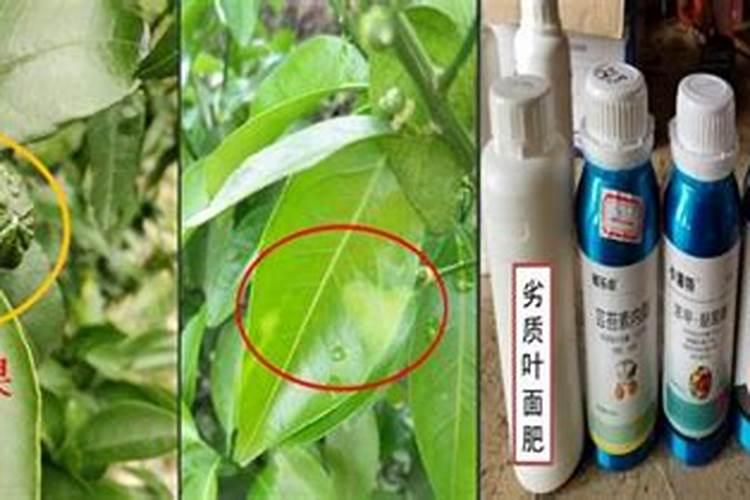 烯酰氟啶胺能和芸苔素,磷酸二氢钾,氨基酸混用吗？
