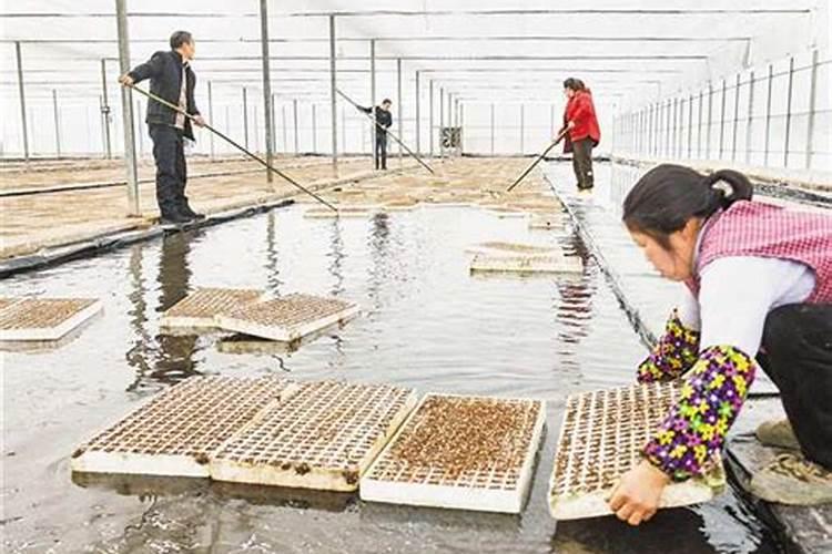 山葱的种植方法