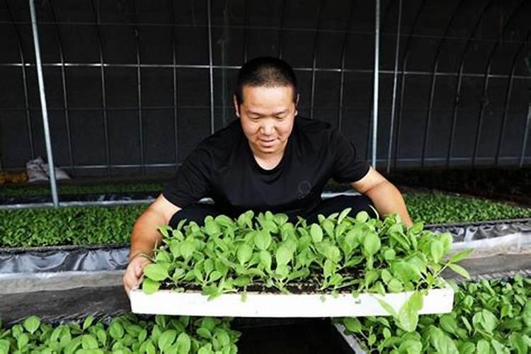 七法培育漂浮小苗 烟苗管理注意事项