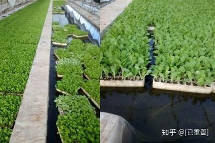 茄子的种植方法是什么呢？