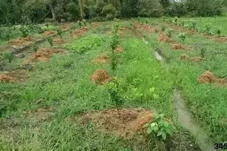 花施肥的最佳方法 如何给花施肥