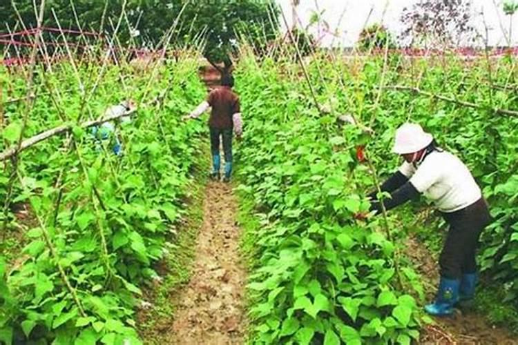 四季豆施肥的正确方法