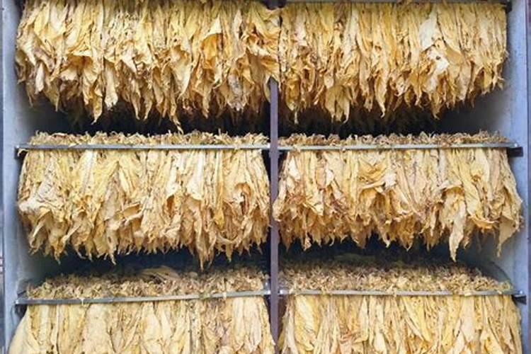 鱼油与鱼白的区别