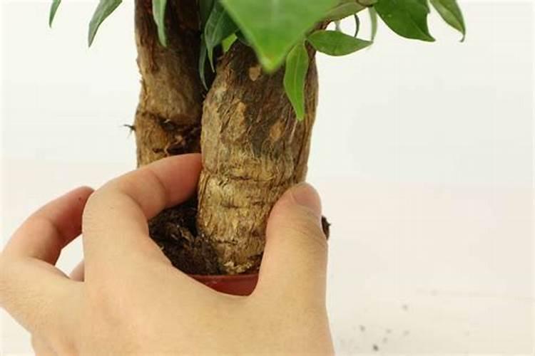 复合肥能替代磷肥和钾肥吗？