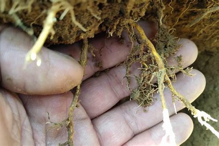 化肥的作用与危害