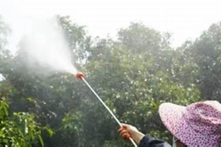 荔枝施什么肥料最好