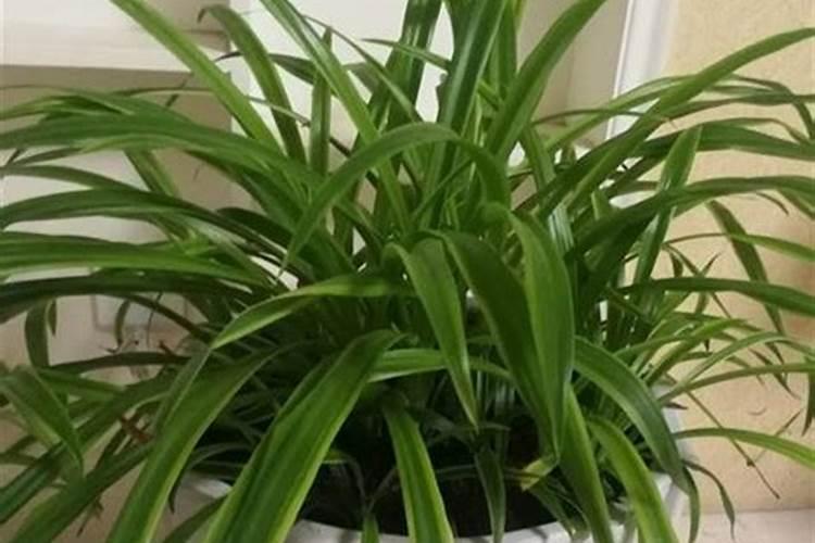 长寿花施肥方法