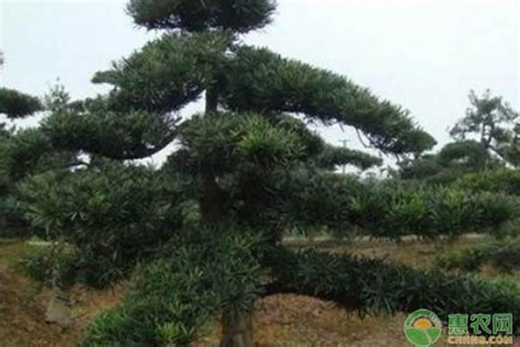 香水柠檬好养吗