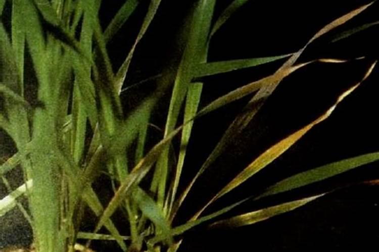 甲维虫螨腈能和玉米田除草剂混用吗？