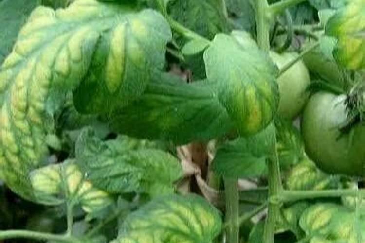 玉米花期打药影响授粉吗