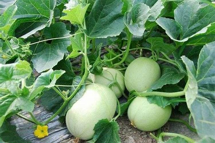 香瓜膨果期用什么肥料？