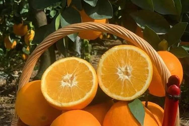 脐橙壮果肥该什么时候施 施肥方法有哪些