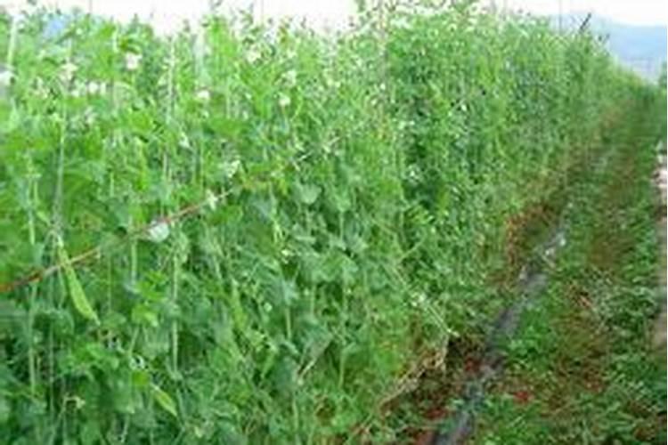 火龙果追肥用什么叶面肥好？叶面肥多少钱一包？叶面肥哪个品牌好？