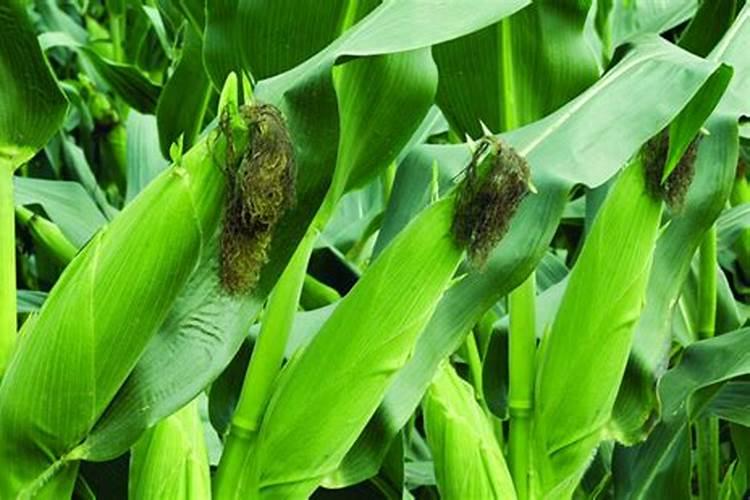 玉米一次性肥料哪个好