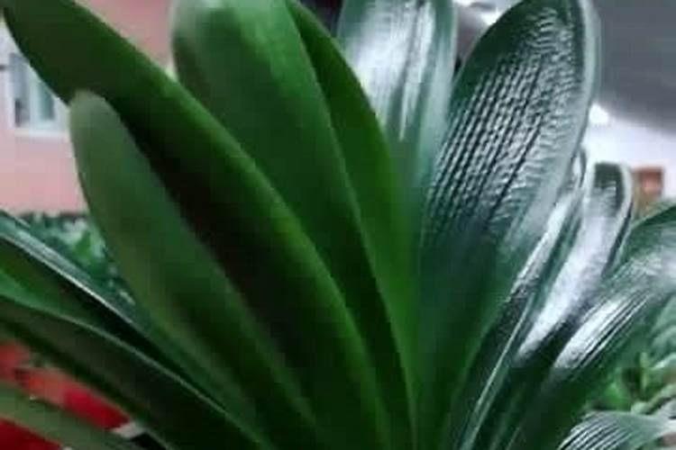 有机肥的正确使用方法