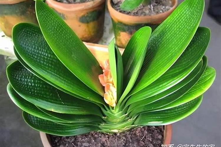 哪些花可以用尿素