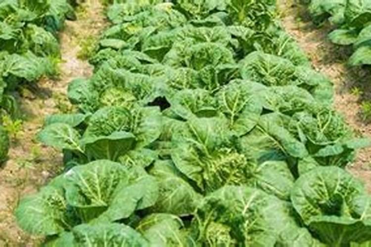 水溶肥知名品牌有哪些？