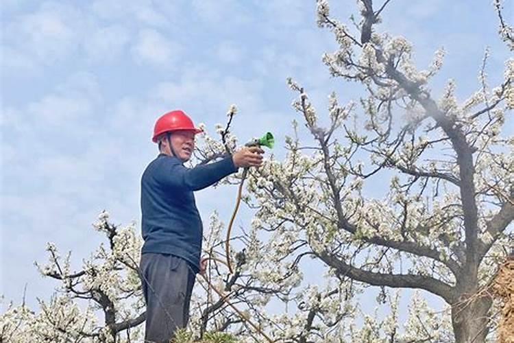 种花生用什么肥料好