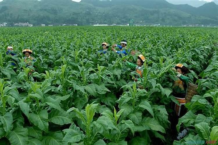 为什么用发酵粉发不起来面