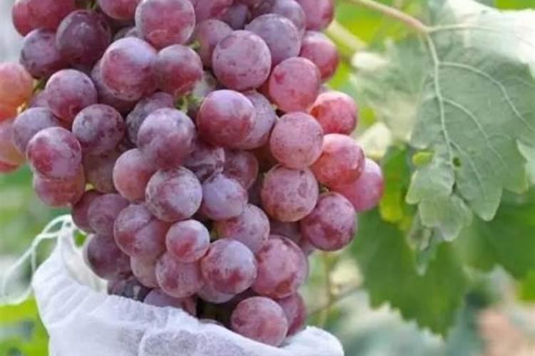 樱桃缺镁症如何防治？