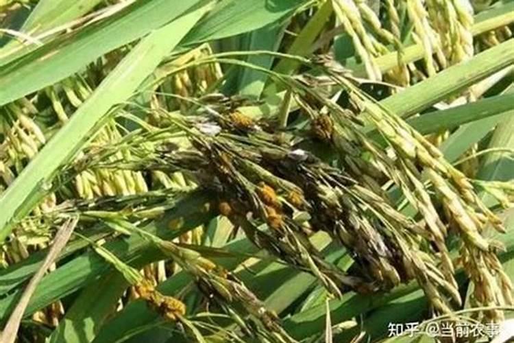 水稻可以喷施磷酸二氢钾吗？可以促进水稻增产吗？