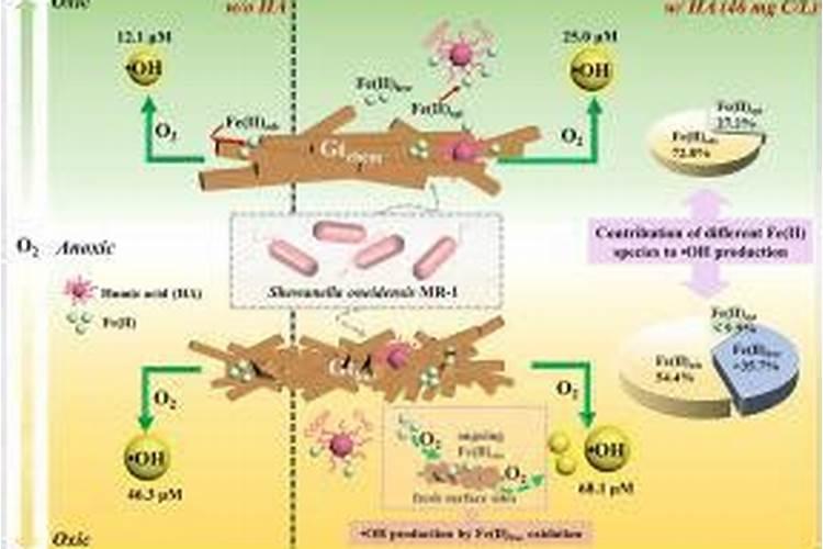 瓠瓜对硼肥的要求高么