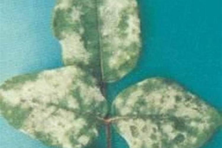 月季白粉病是什么原因造成的