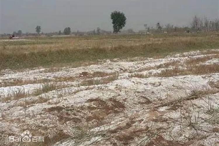 盐碱地如何处理 该如何施肥