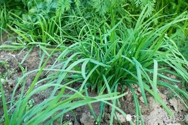 春季韭菜的施肥和管理 韭菜可以多次收割吗