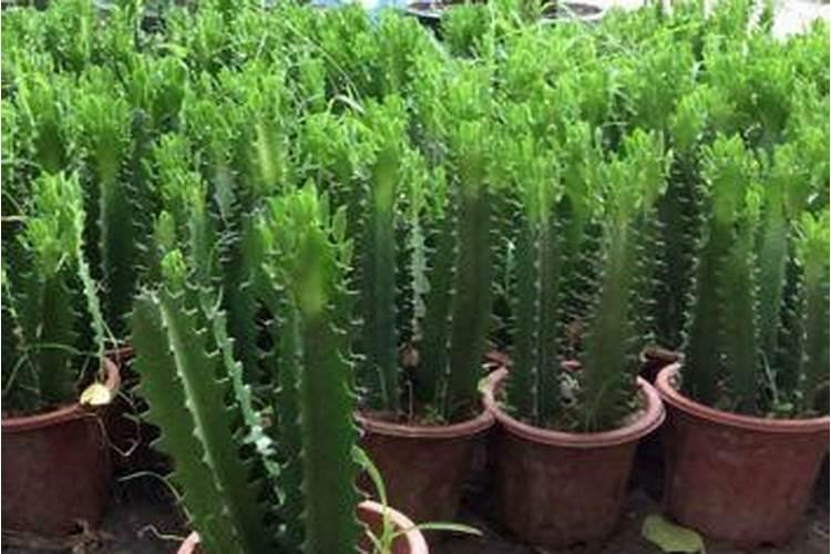 龙骨花生长各阶段应该施什么肥？