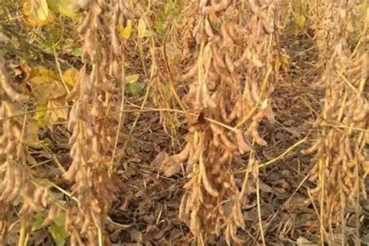 氨基酸肥料可以和磷肥一起用吗？