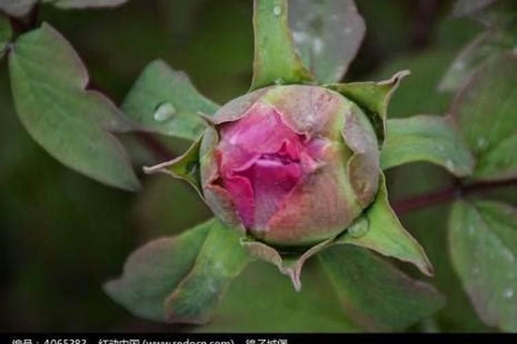 牡丹有花苞要施肥吗