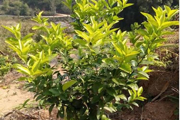 春天柑橘小树一次施多少尿素好