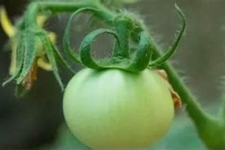 腐植酸钠和腐植酸什么关系